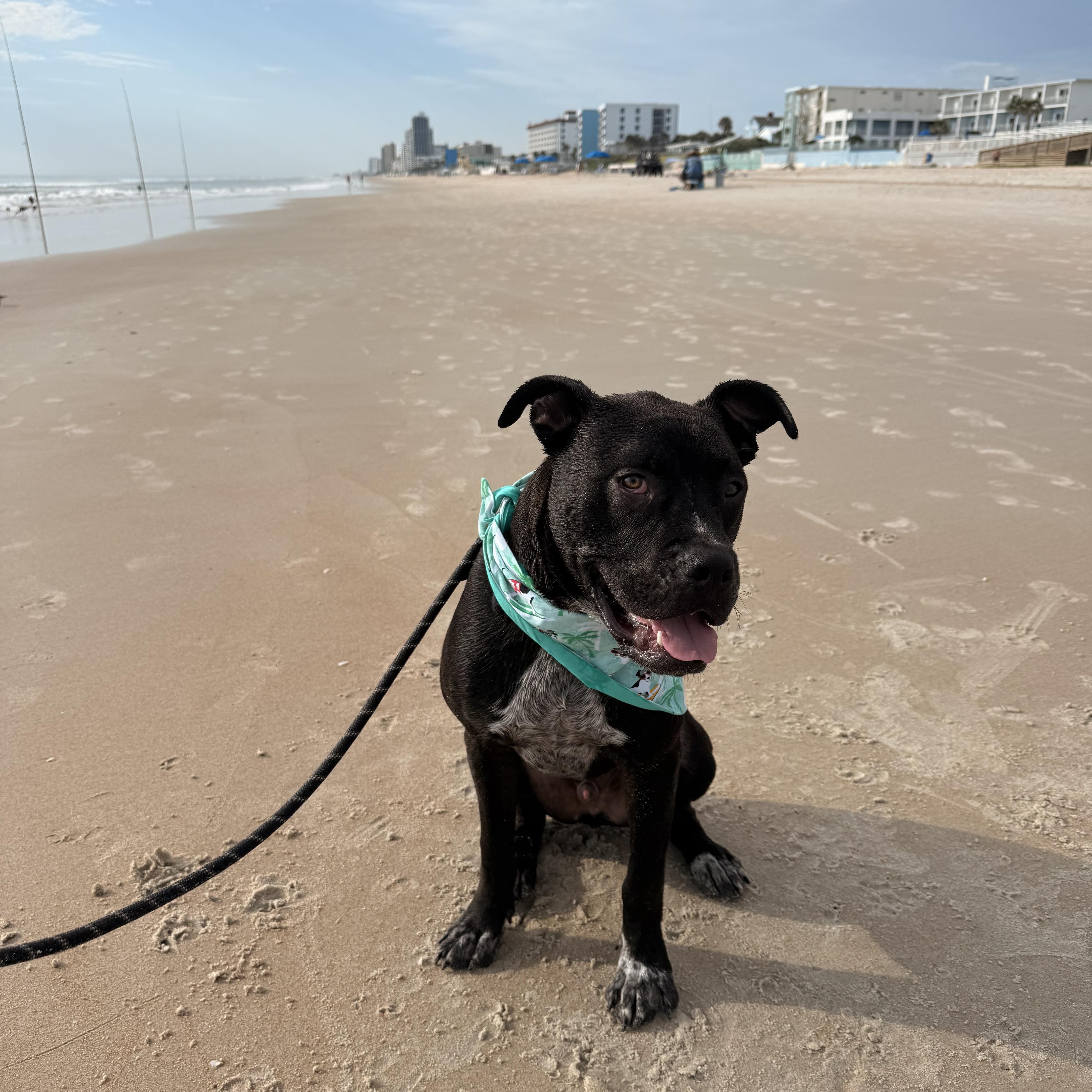 Milo, a ADOPTABLE mixed breed in New Smyrna Beach, FL image 2/3