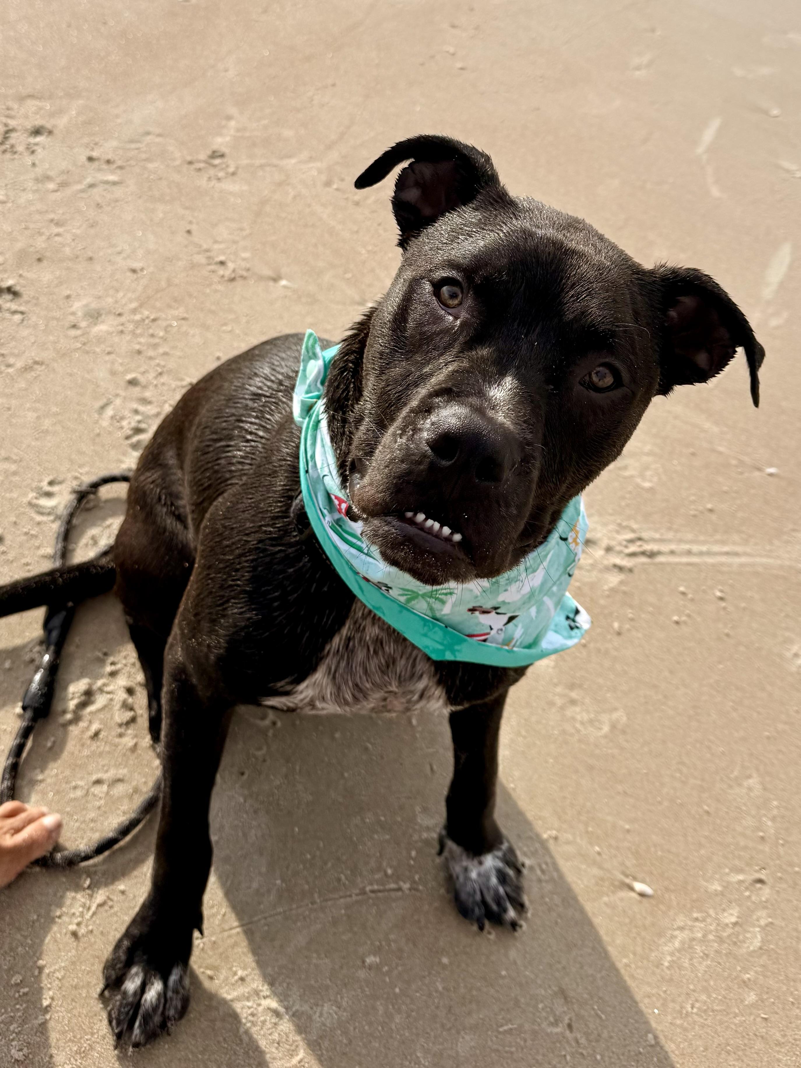 Milo, ADOPTABLE, Young Male Black Labrador Retriever & Pit Bull Terrier.
