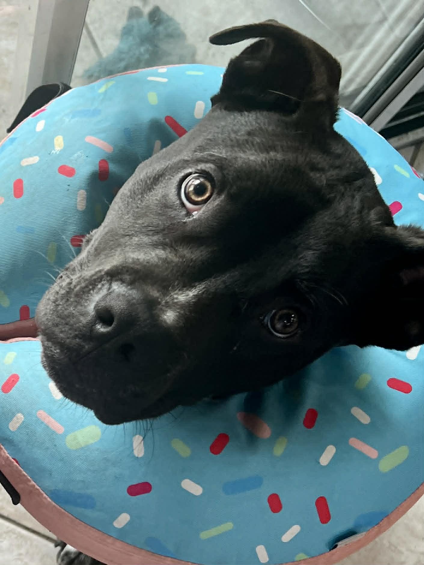 Milo, ADOPTABLE, Puppy Male Black Labrador Retriever & Pit Bull Terrier.