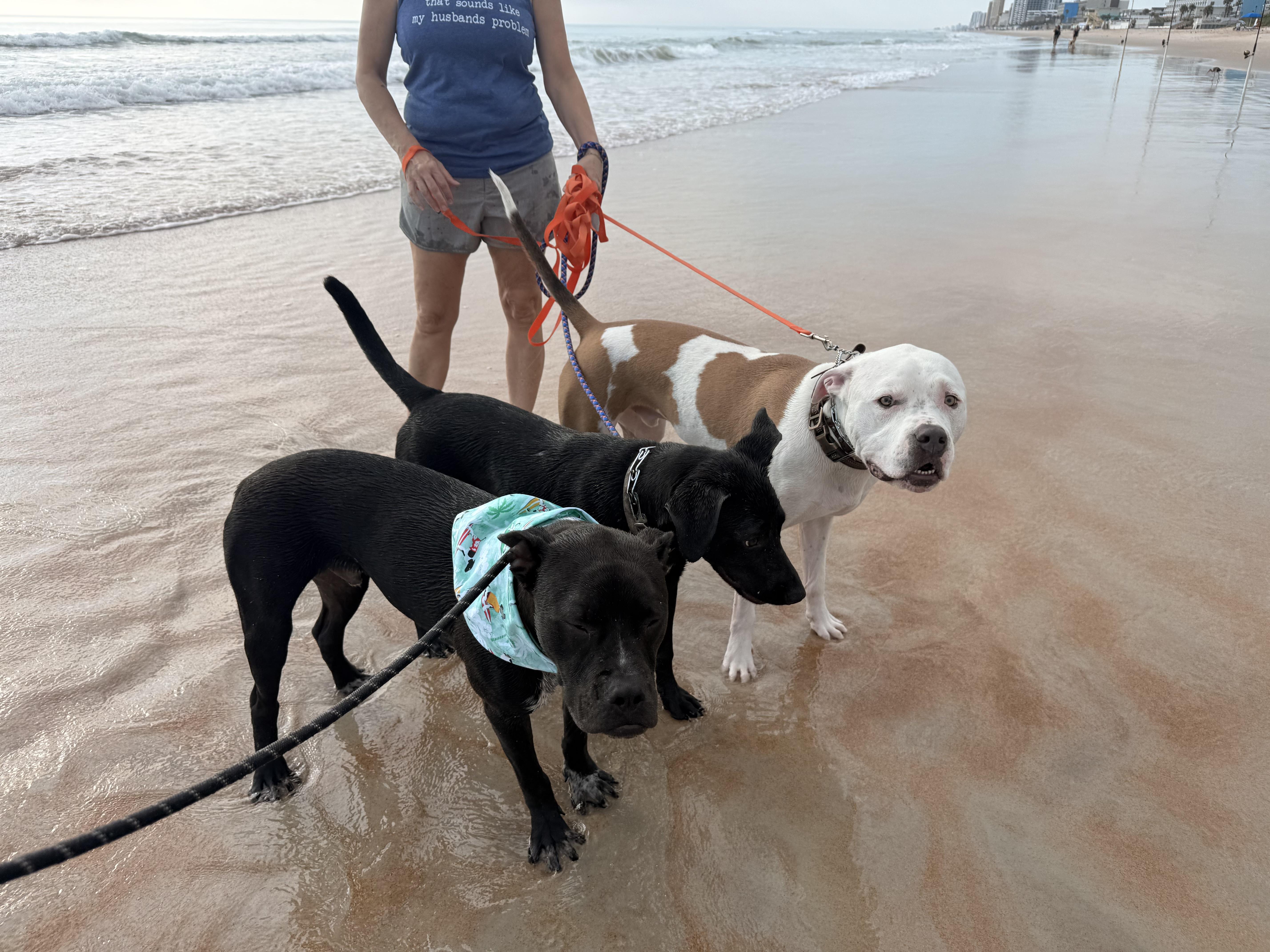 Milo, a ADOPTABLE mixed breed in New Smyrna Beach, FL image 3/3