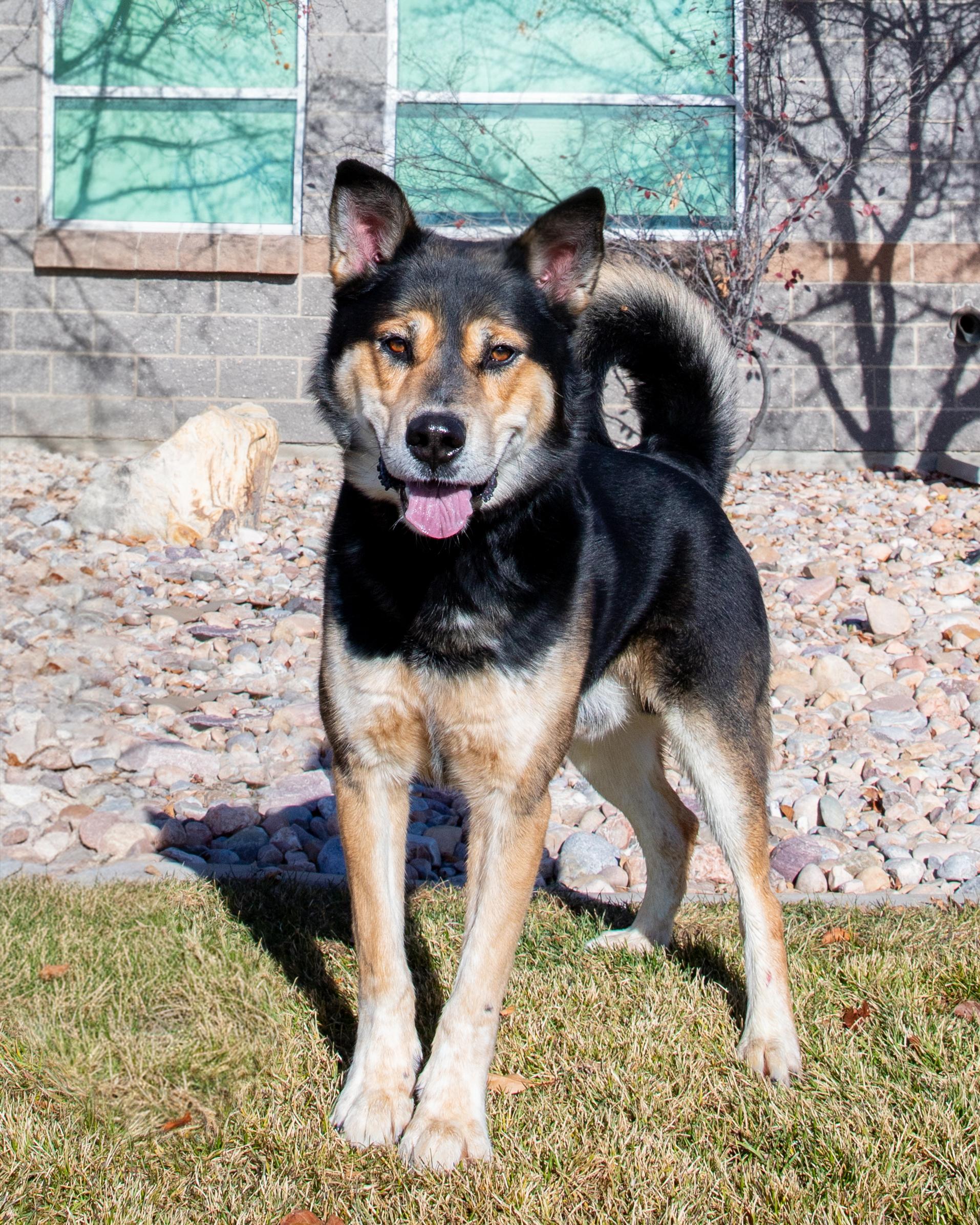 Alpha (91766), ADOPTABLE, Adult Male German Shepherd Dog.