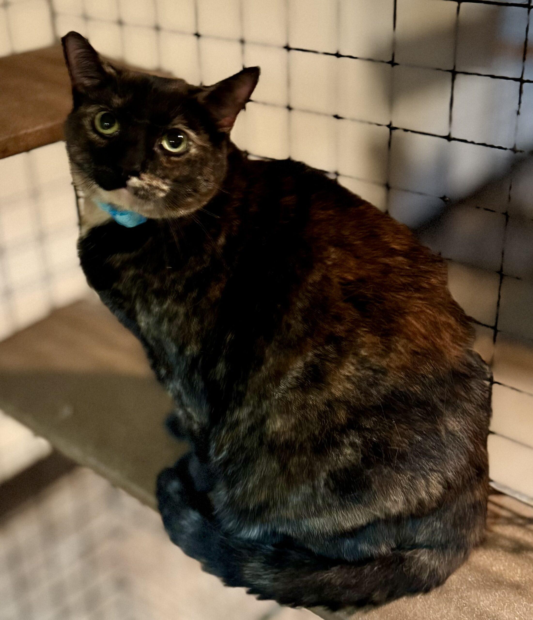 Aurora, Adoptable, Adult Female Domestic Short Hair.