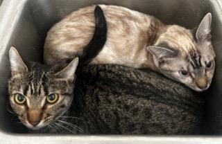 Enlarge Haagen, a Adoptable mixed breed in Grand Junction, CO image 1/1