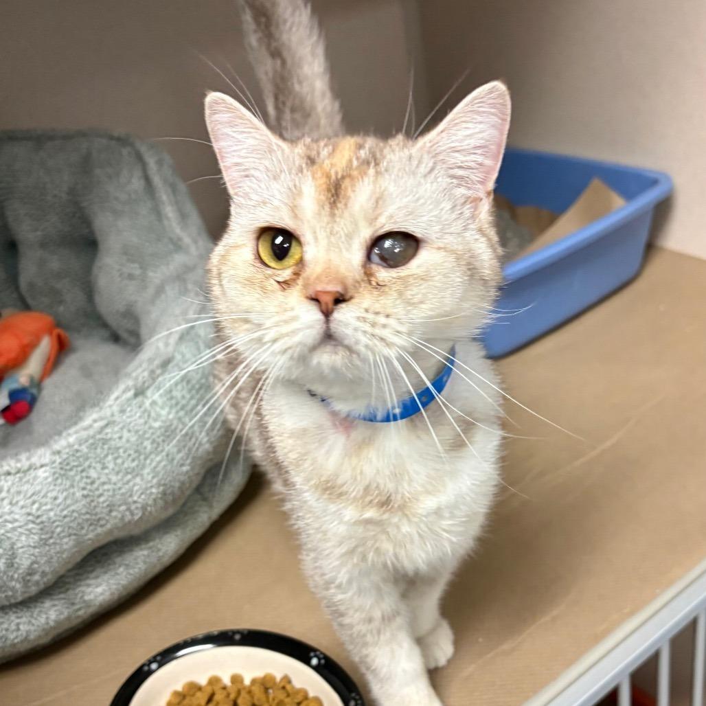Delacey, Adoptable, Young Female Scottish Fold.