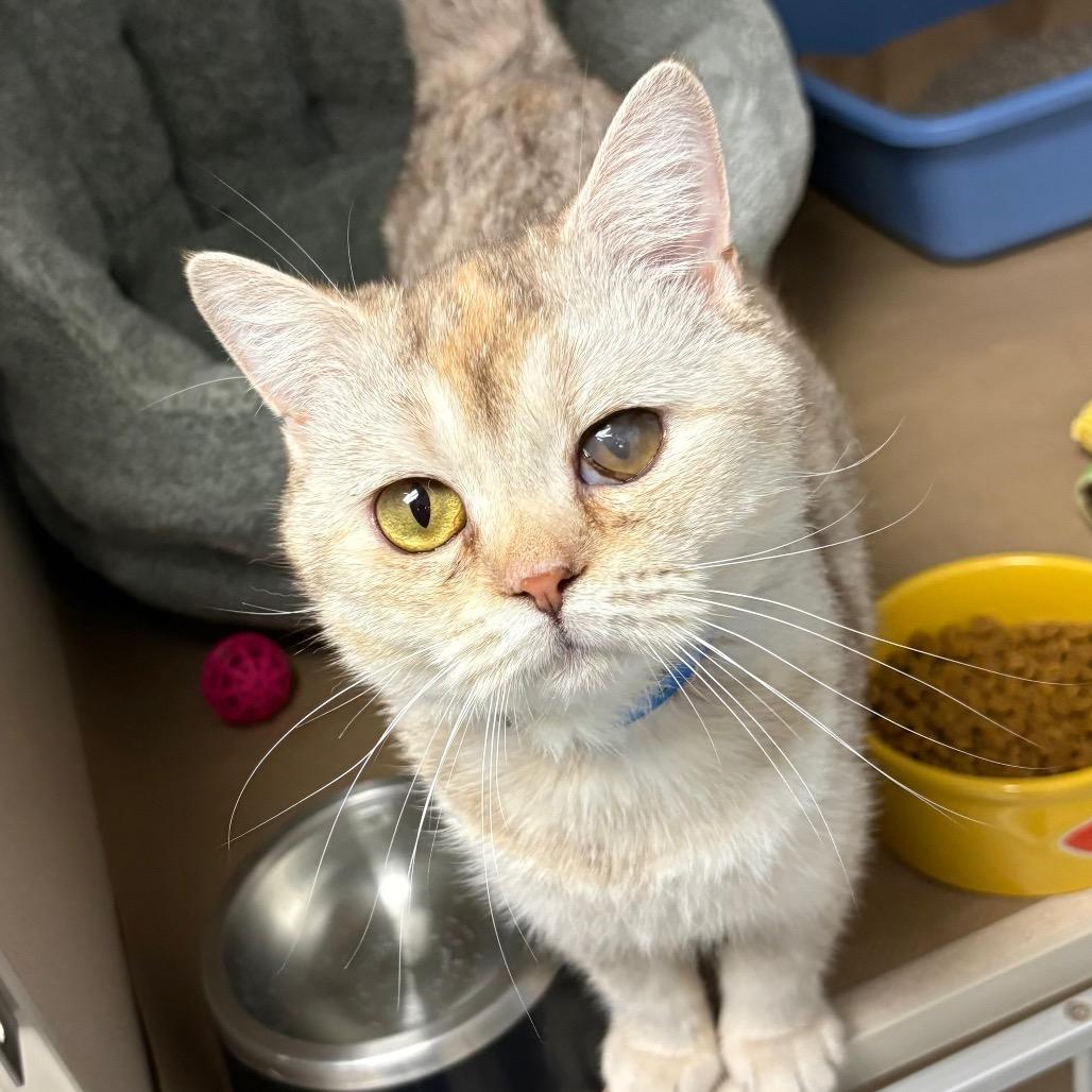 Enlarge Delacey, a Adoptable Scottish Fold in Wantagh, NY image 2/6
