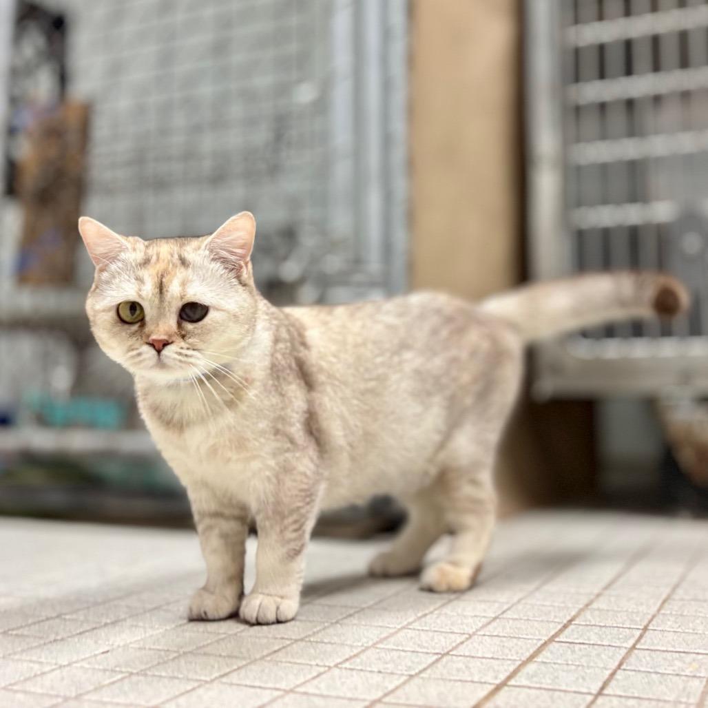 Enlarge Delacey, a Adoptable Scottish Fold in Wantagh, NY image 3/6