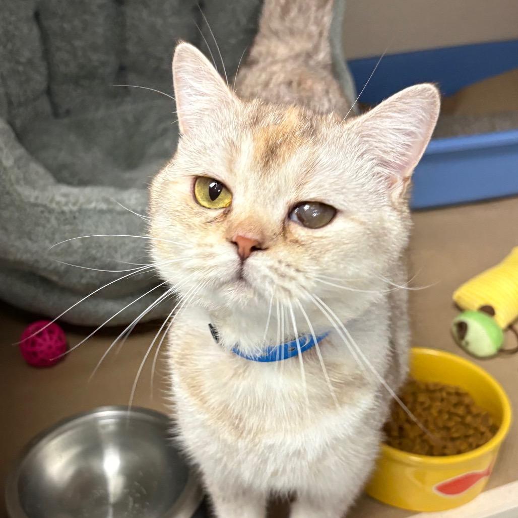 Enlarge Delacey, a Adoptable Scottish Fold in Wantagh, NY image 4/6