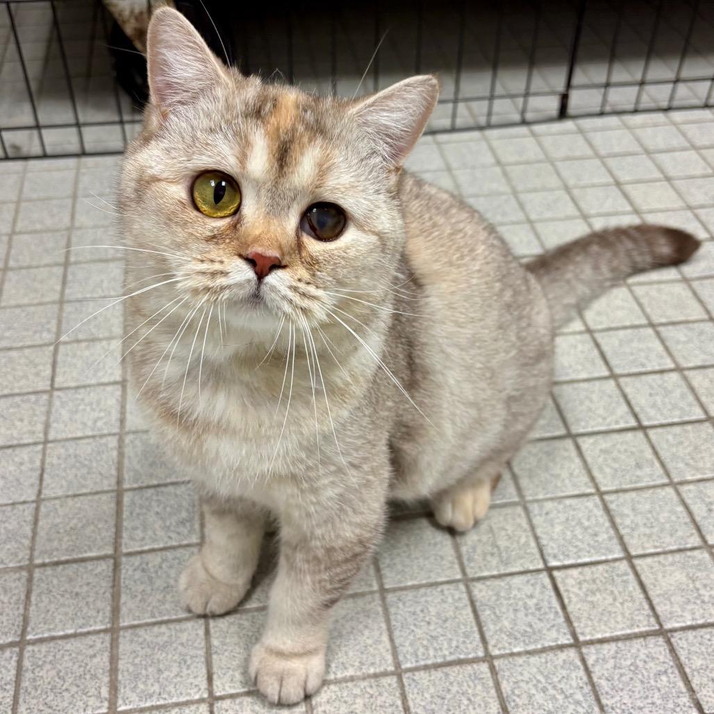 Enlarge Delacey, a Adoptable Scottish Fold in Wantagh, NY image 5/6