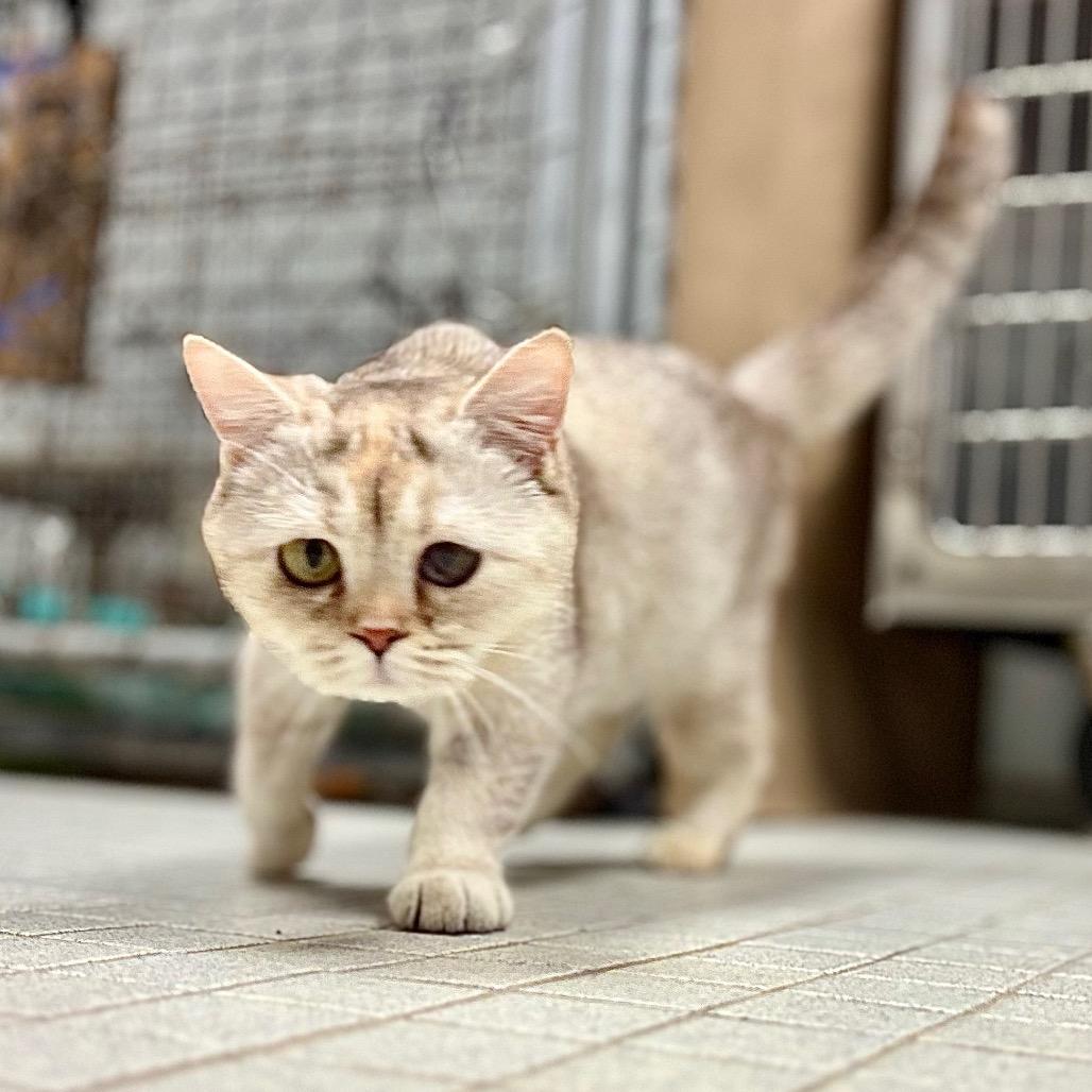 Enlarge Delacey, a Adoptable Scottish Fold in Wantagh, NY image 6/6