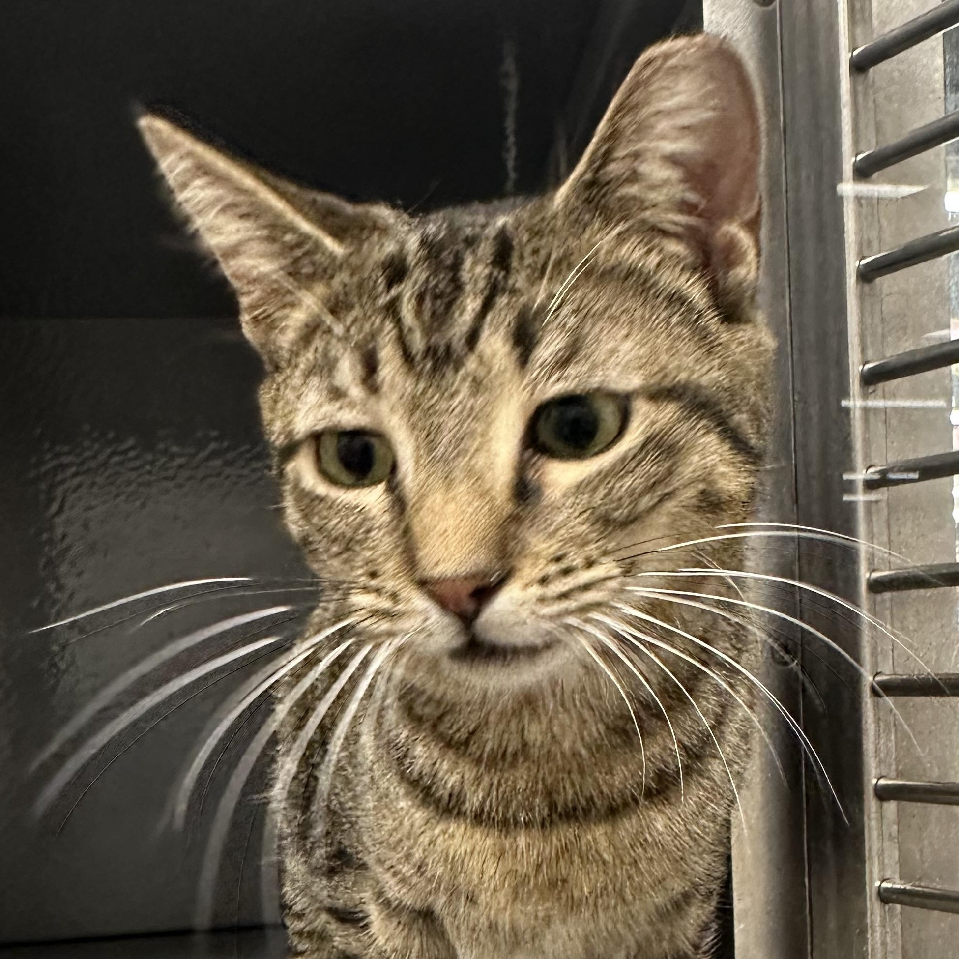 Ivy, ADOPTABLE, Young Female Domestic Short Hair.