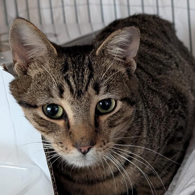 Enlarge Ivy, a ADOPTABLE Domestic Short Hair in Beaufort, SC image 1/5