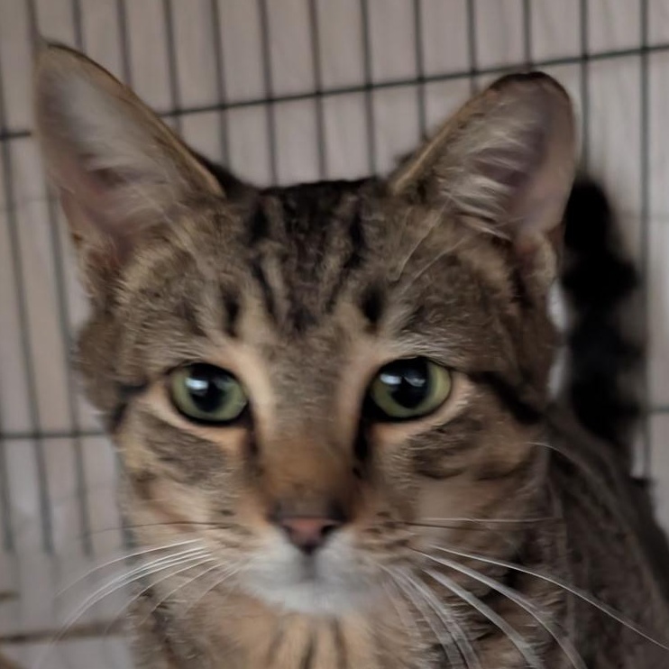 Enlarge Ivy, a ADOPTABLE Domestic Short Hair in Beaufort, SC image 2/5