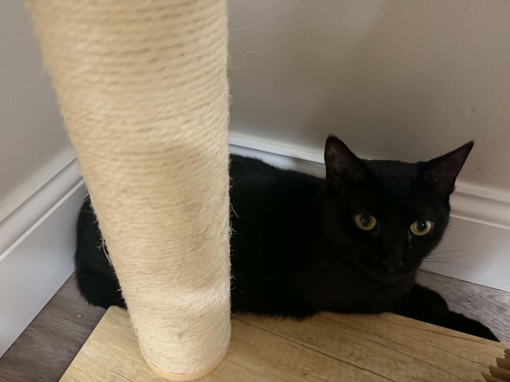 Avery, a ADOPTABLE Domestic Short Hair in Fulton, NY image 5/5