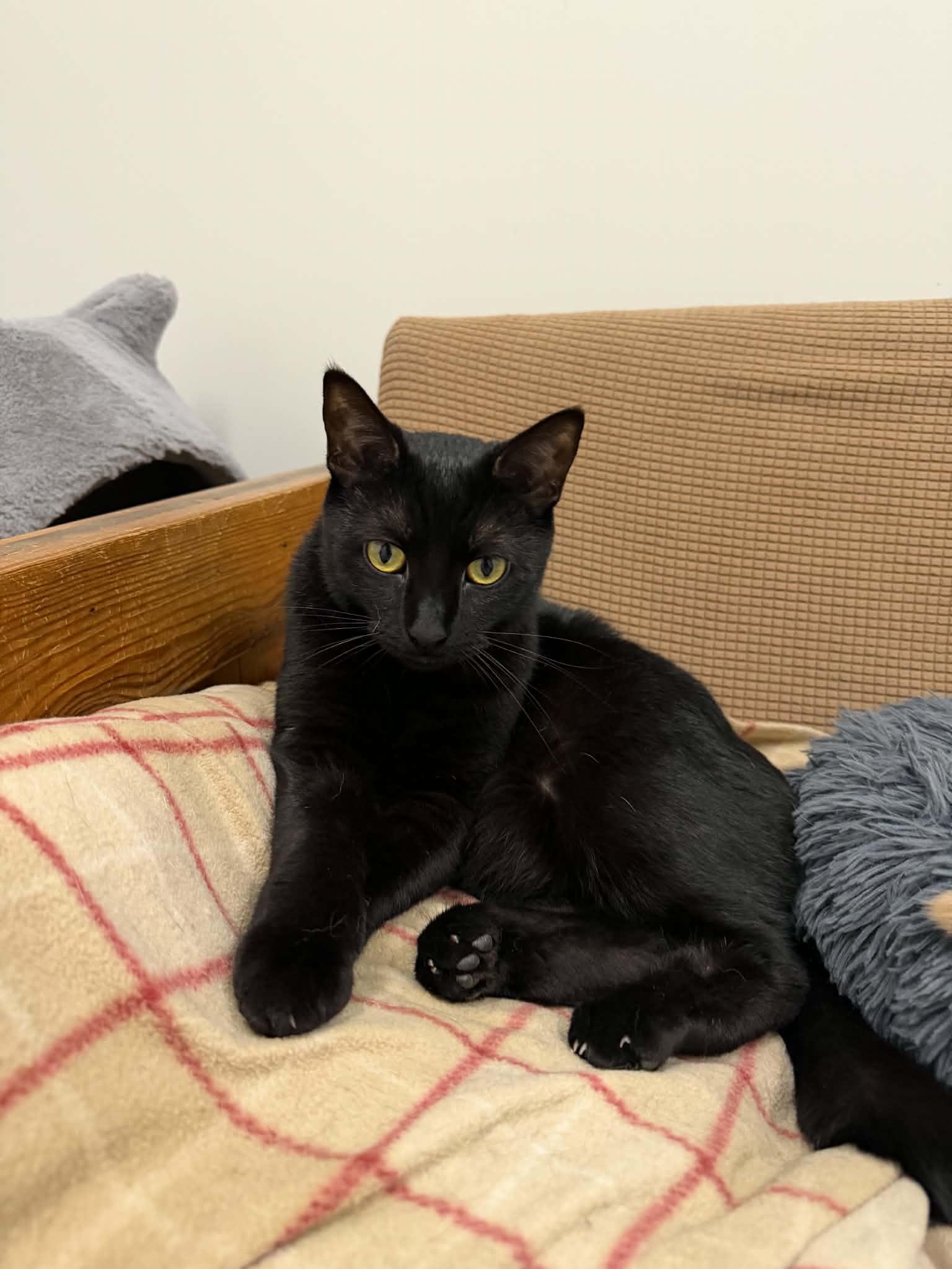 Avery, a ADOPTABLE Domestic Short Hair in Fulton, NY image 4/5
