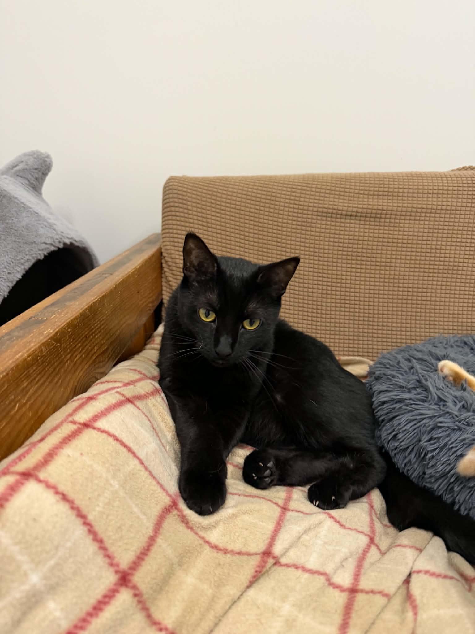 Avery, a ADOPTABLE Domestic Short Hair in Fulton, NY image 3/5