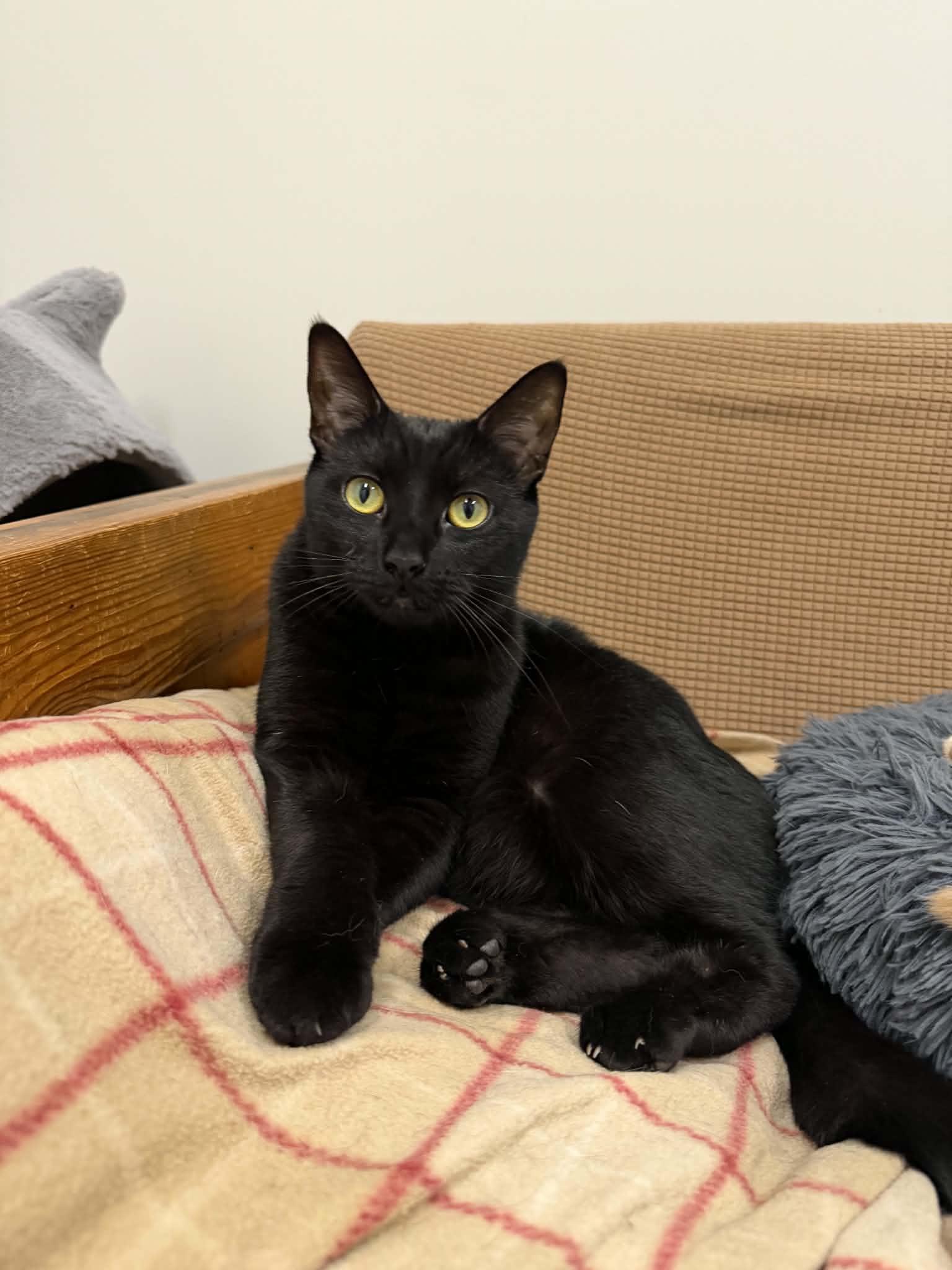 Avery, a ADOPTABLE Domestic Short Hair in Fulton, NY image 2/5