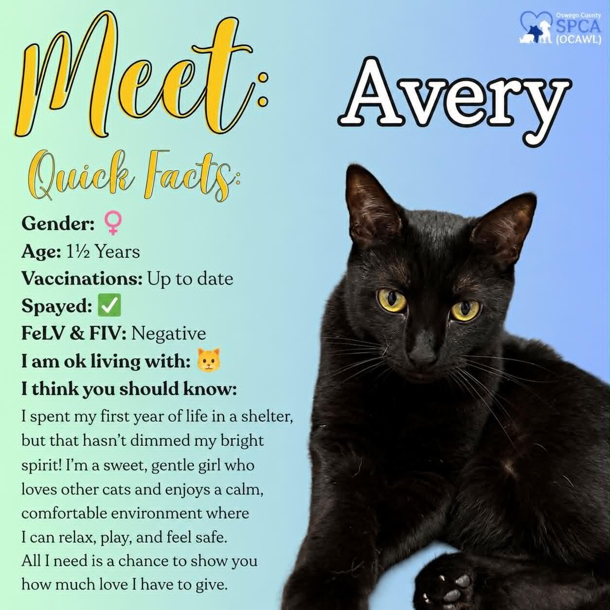 Avery, ADOPTABLE, Adult Female Domestic Short Hair.