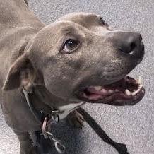 Diamond *Adopt or Foster*, a Adoptable Pit Bull Terrier in Fairfax, VA image 3/3