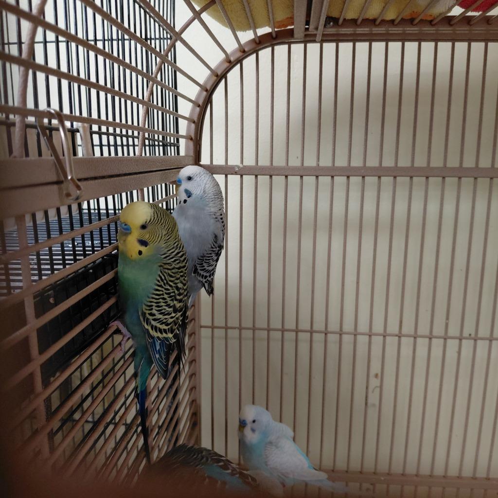17, Adoptable, Young Male Parakeet (Other).