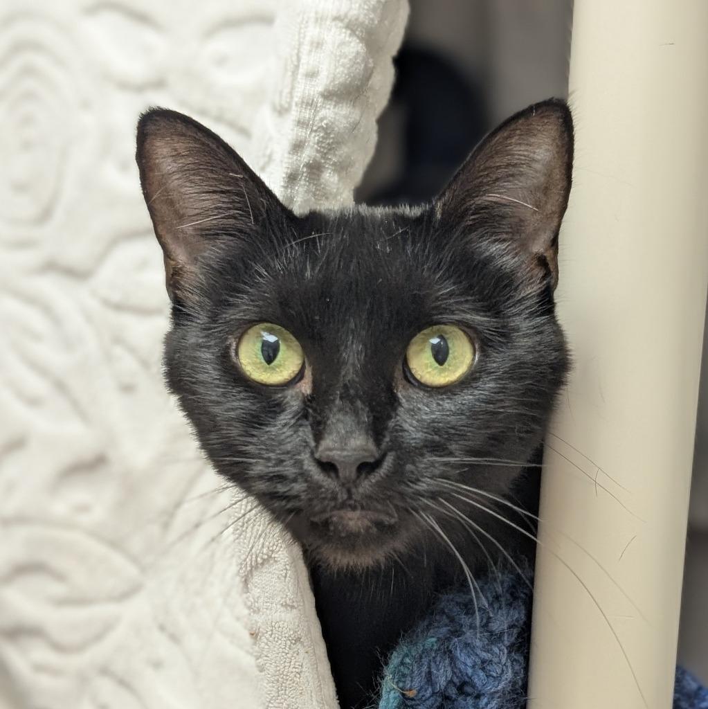 Kira, a Adoptable mixed breed in Shoreline, WA image 4/6