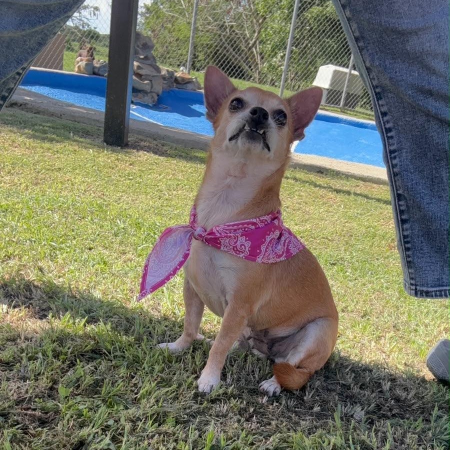 Enlarge Cinnabum, a Adoptable Chihuahua in Lyndeborough, NH image 2/5