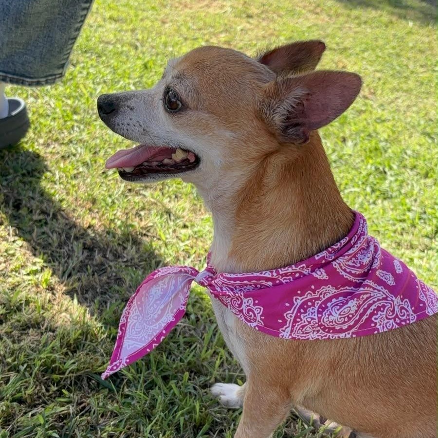 Enlarge Cinnabum, a Adoptable Chihuahua in Lyndeborough, NH image 4/5