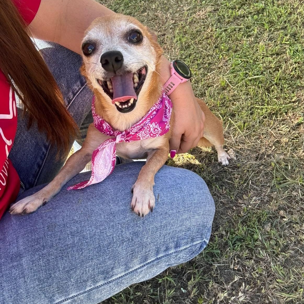 Cinnabum, Adoptable, Senior Female Chihuahua.
