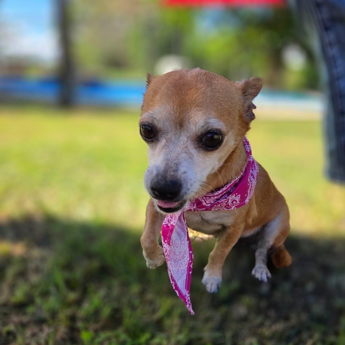 Enlarge Cinnabum, a Adoptable Chihuahua in Lyndeborough, NH image 3/5