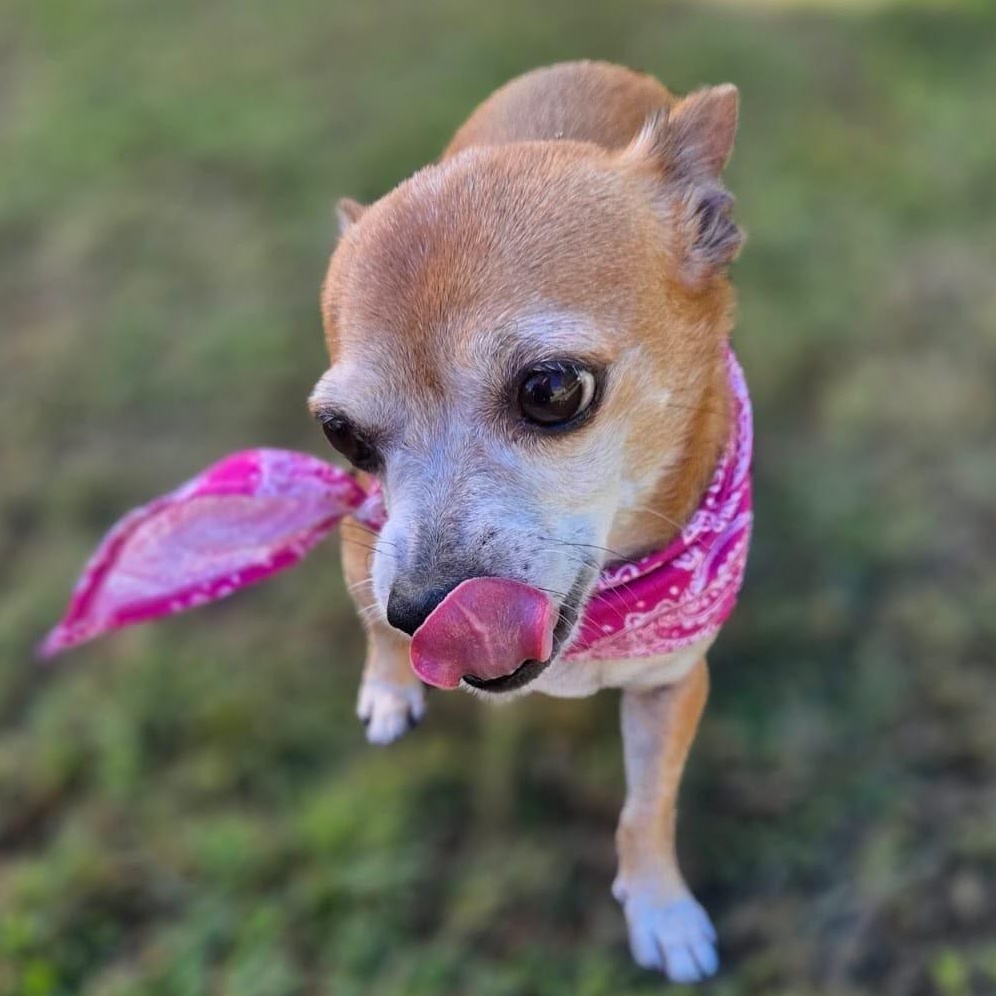 Enlarge Cinnabum, a Adoptable Chihuahua in Lyndeborough, NH image 5/5