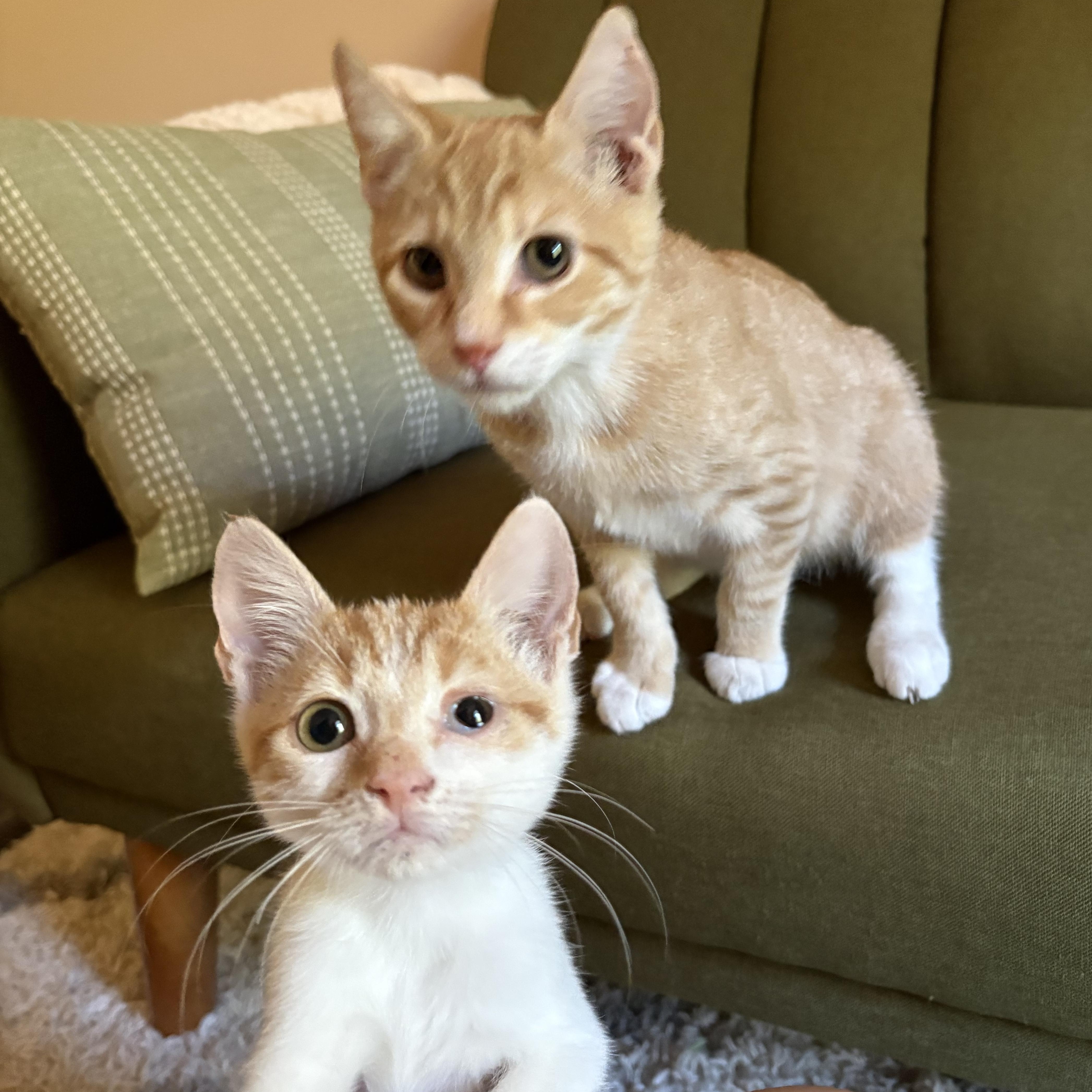 Enlarge Pibb, a Adoptable Domestic Short Hair in Mississippi State, MS image 3/6