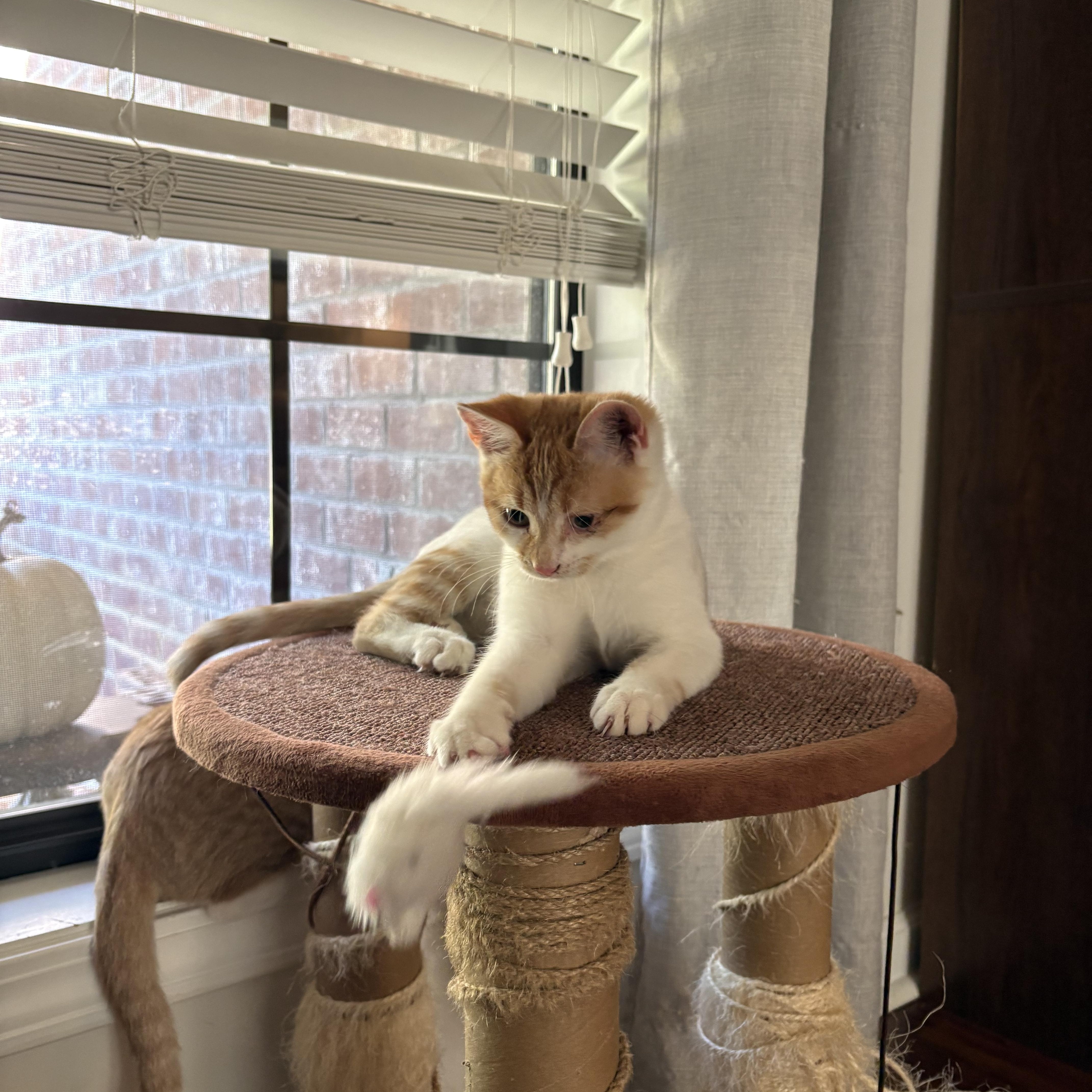Enlarge Pibb, a Adoptable Domestic Short Hair in Mississippi State, MS image 4/6