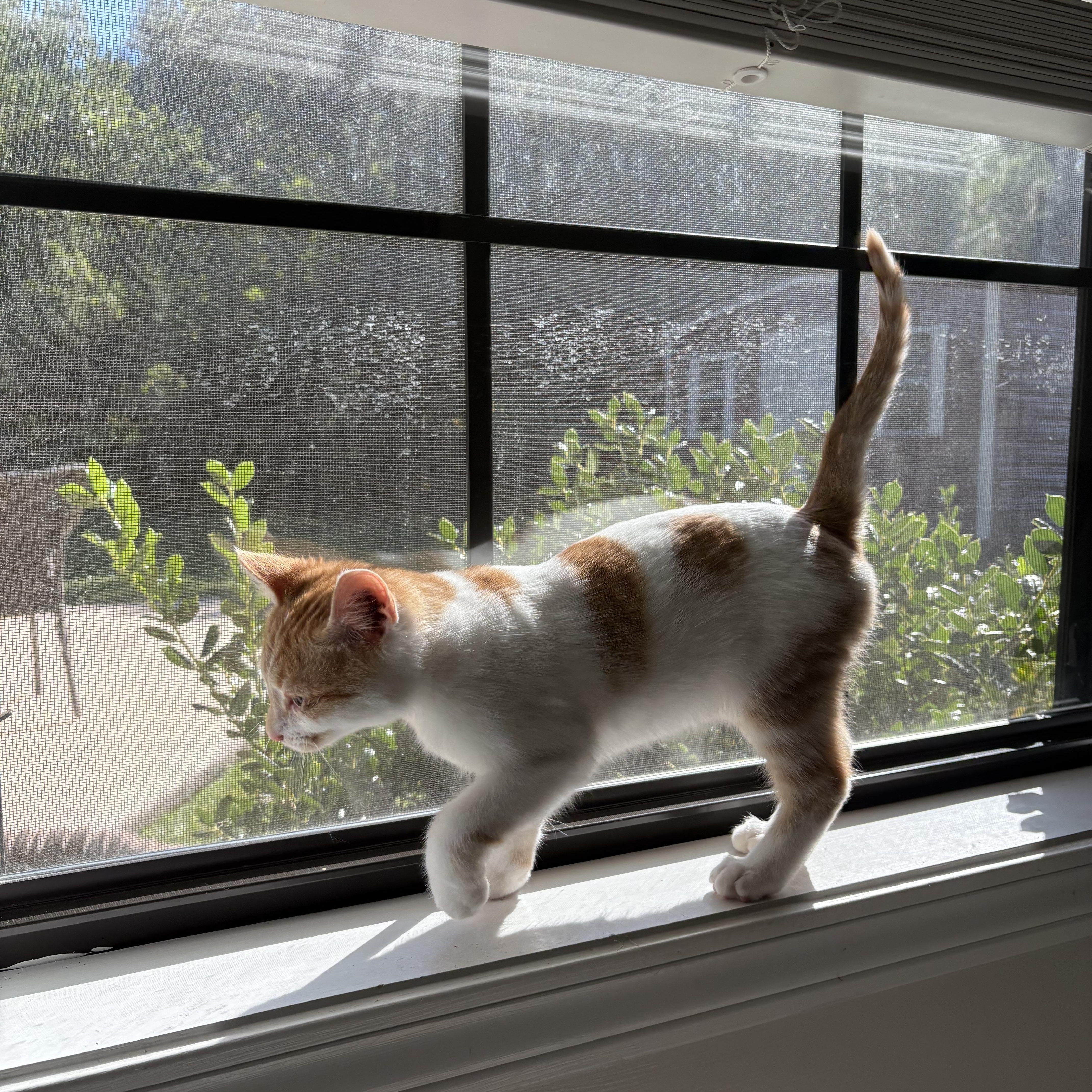 Enlarge Pibb, a Adoptable Domestic Short Hair in Mississippi State, MS image 1/6