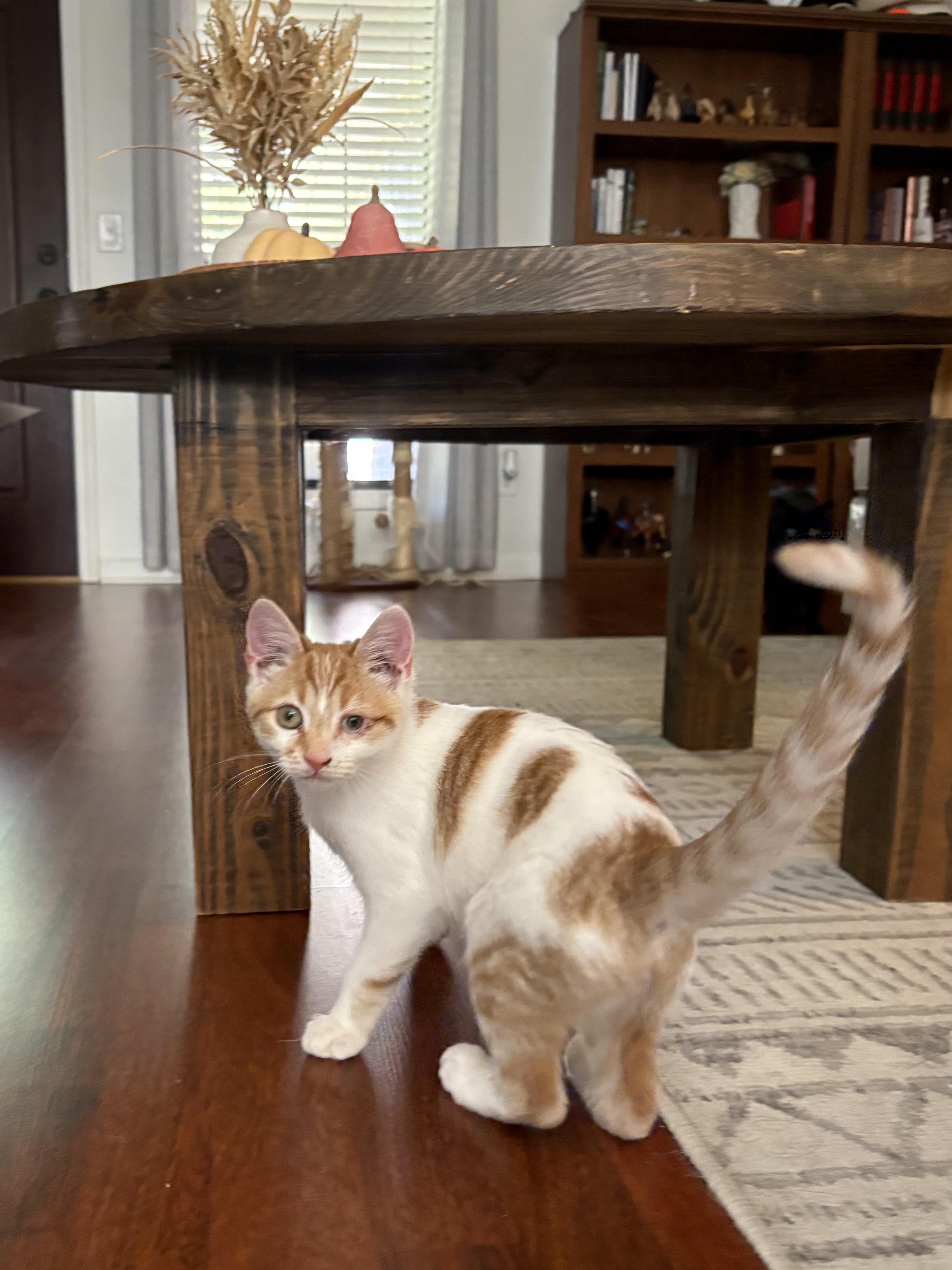 Enlarge Pibb, a Adoptable Domestic Short Hair in Mississippi State, MS image 2/6