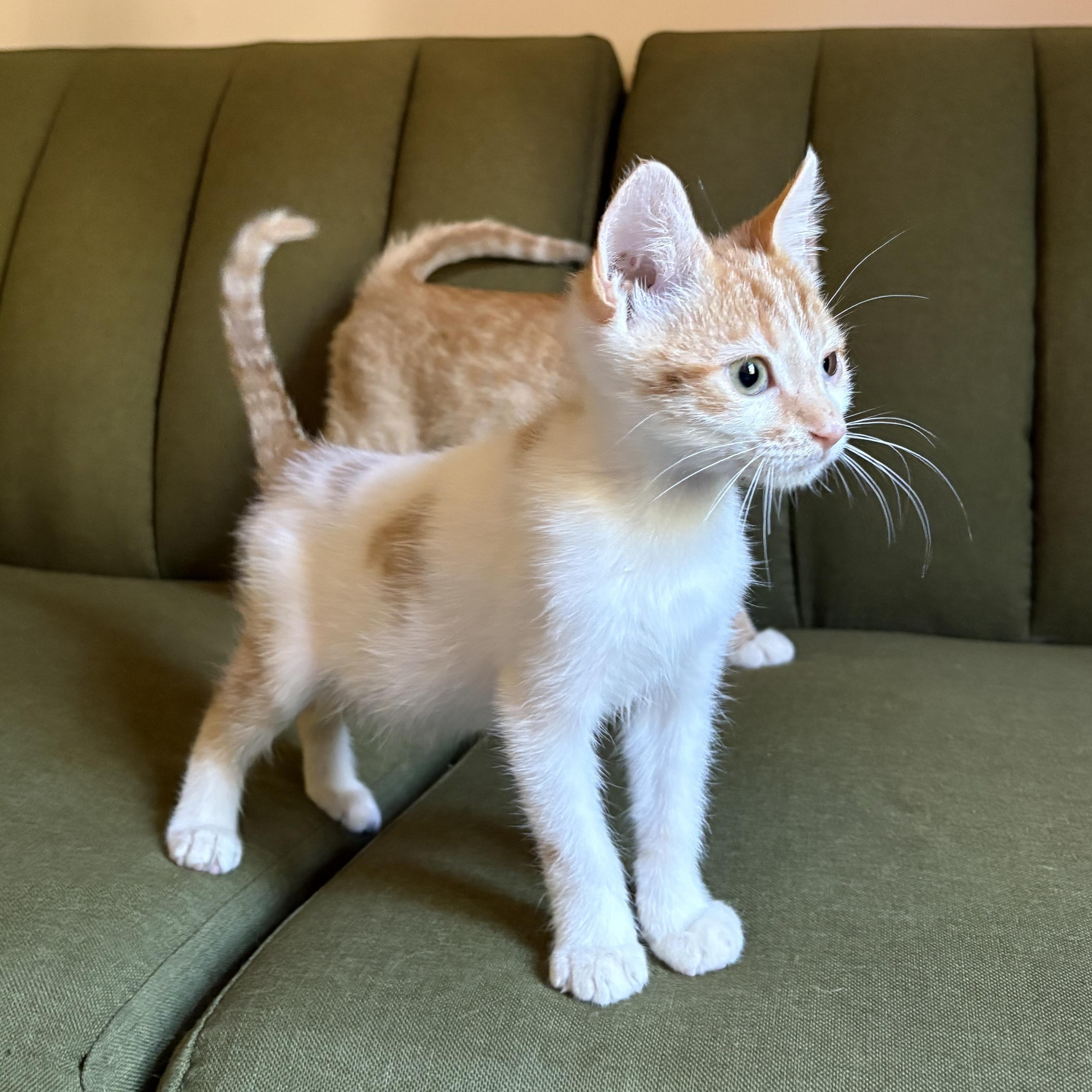 Enlarge Pibb, a Adoptable Domestic Short Hair in Mississippi State, MS image 6/6