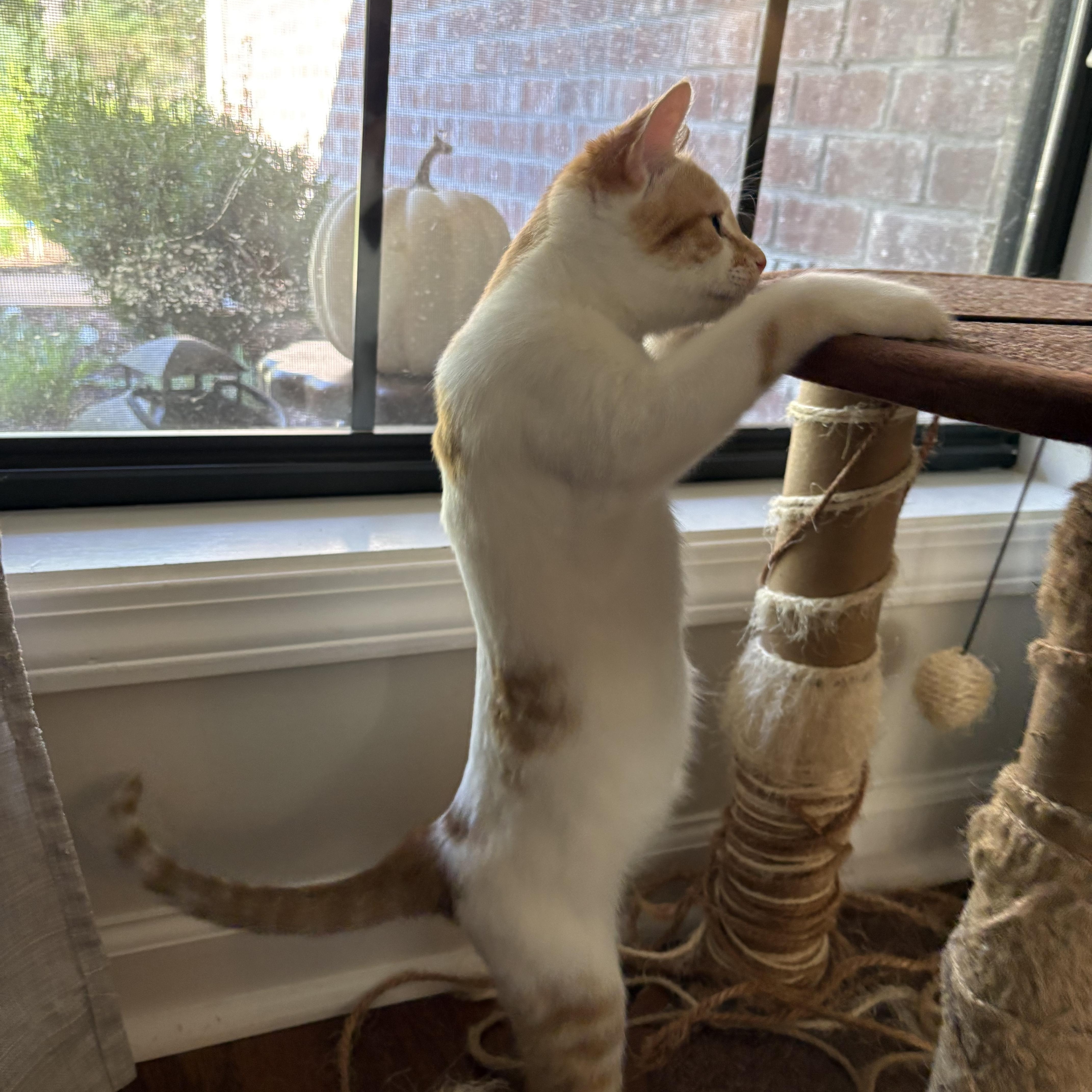 Enlarge Pibb, a Adoptable Domestic Short Hair in Mississippi State, MS image 5/6