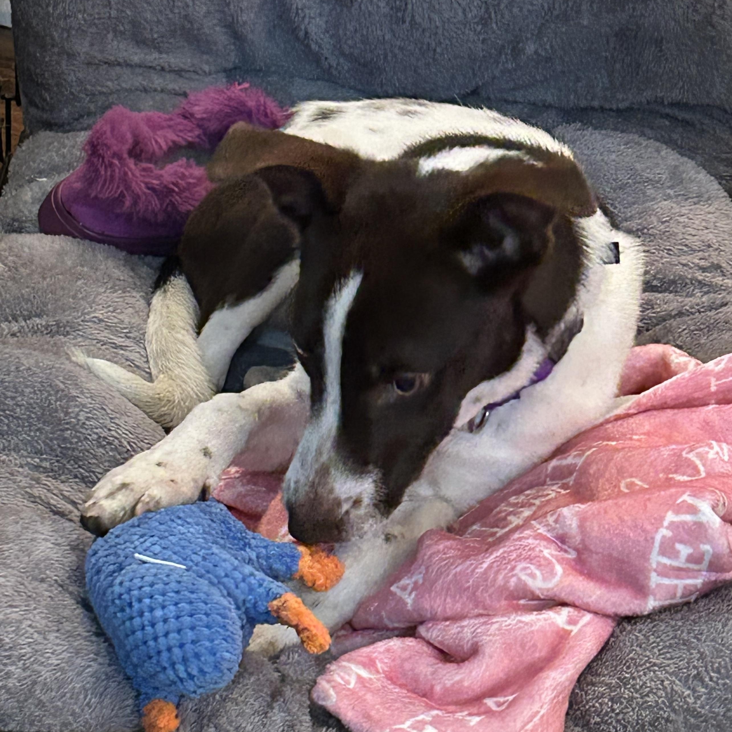 Enlarge Ginger, an adoptable mixed breed in West Grove, PA image 1/3
