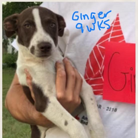 Ginger, adoptable, Young Female Labrador Retriever.