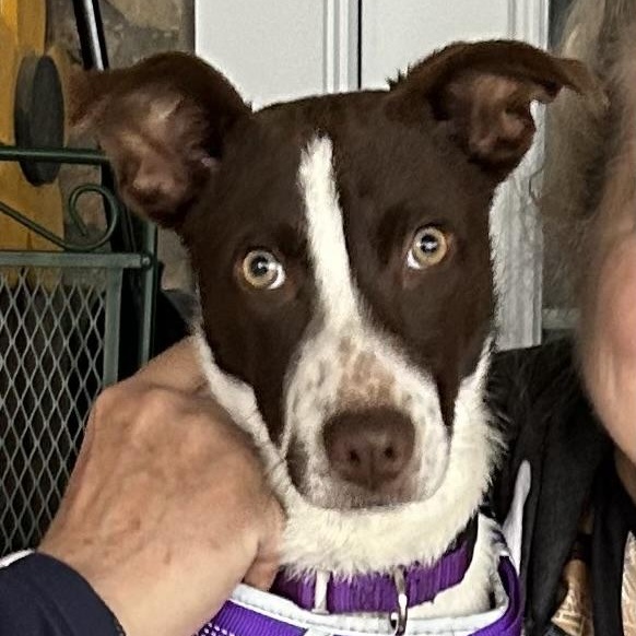 Ginger, adoptable, Young Female Labrador Retriever.