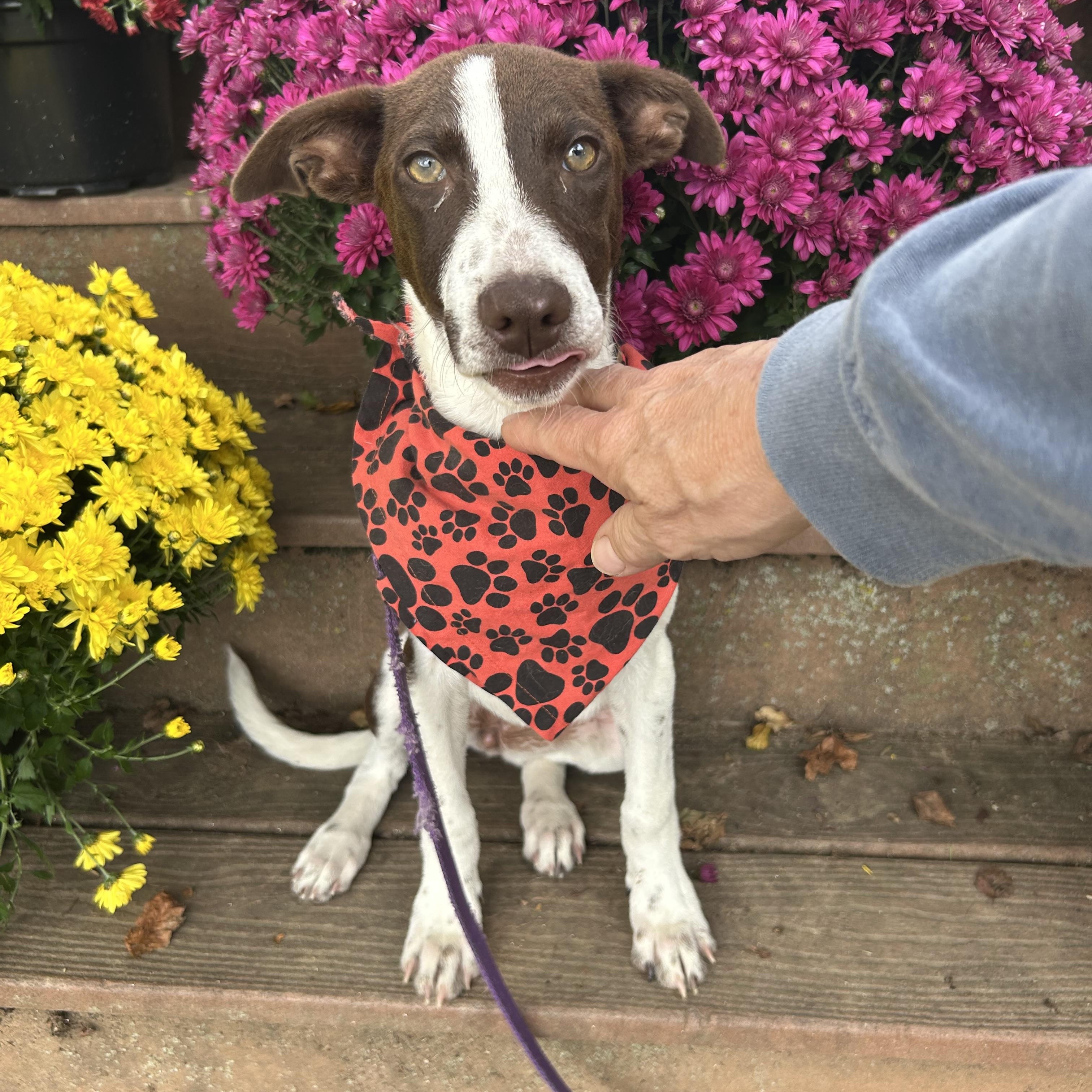 Enlarge Ginger, an adoptable mixed breed in West Grove, PA image 3/3