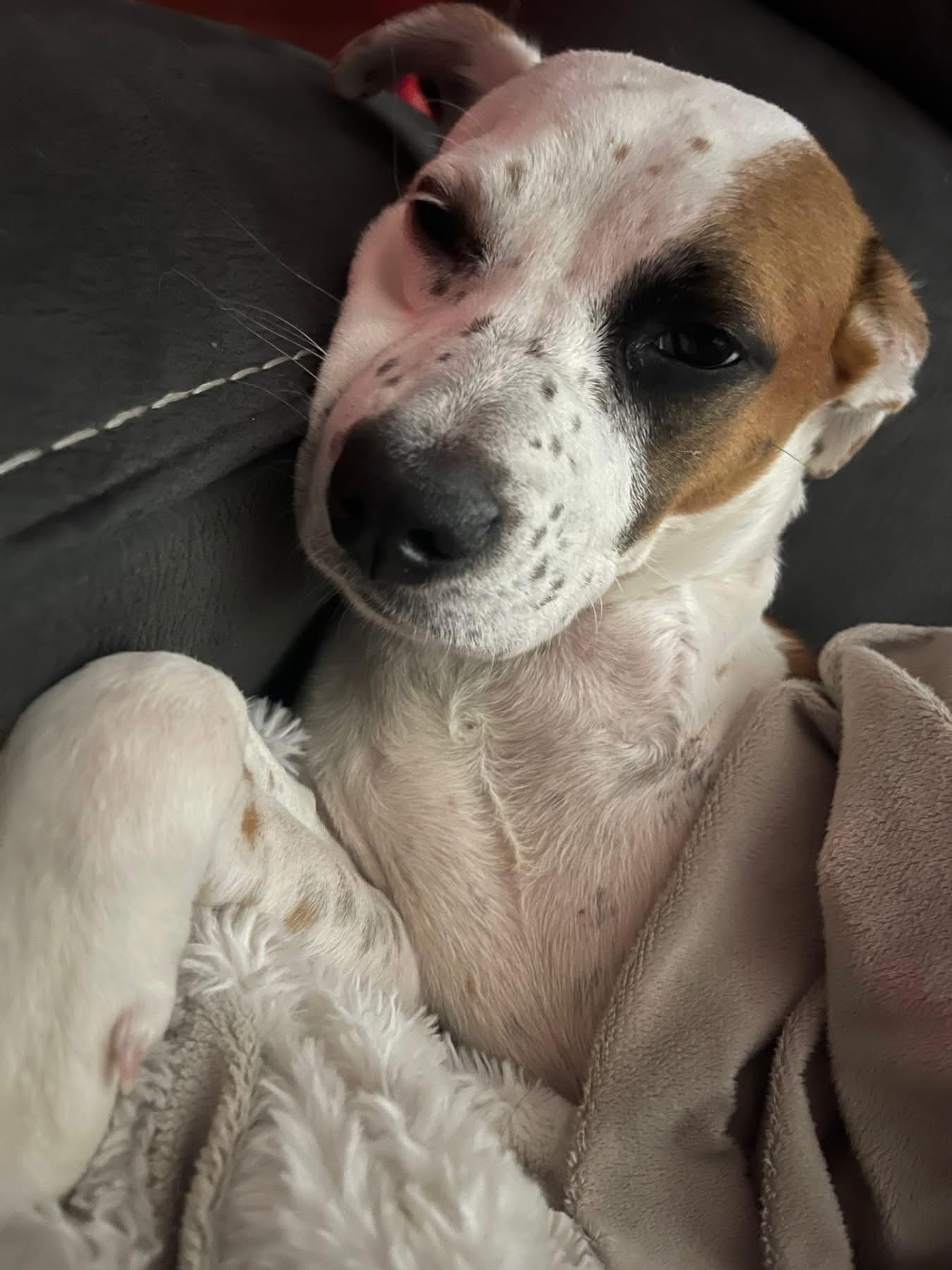 Biscuit