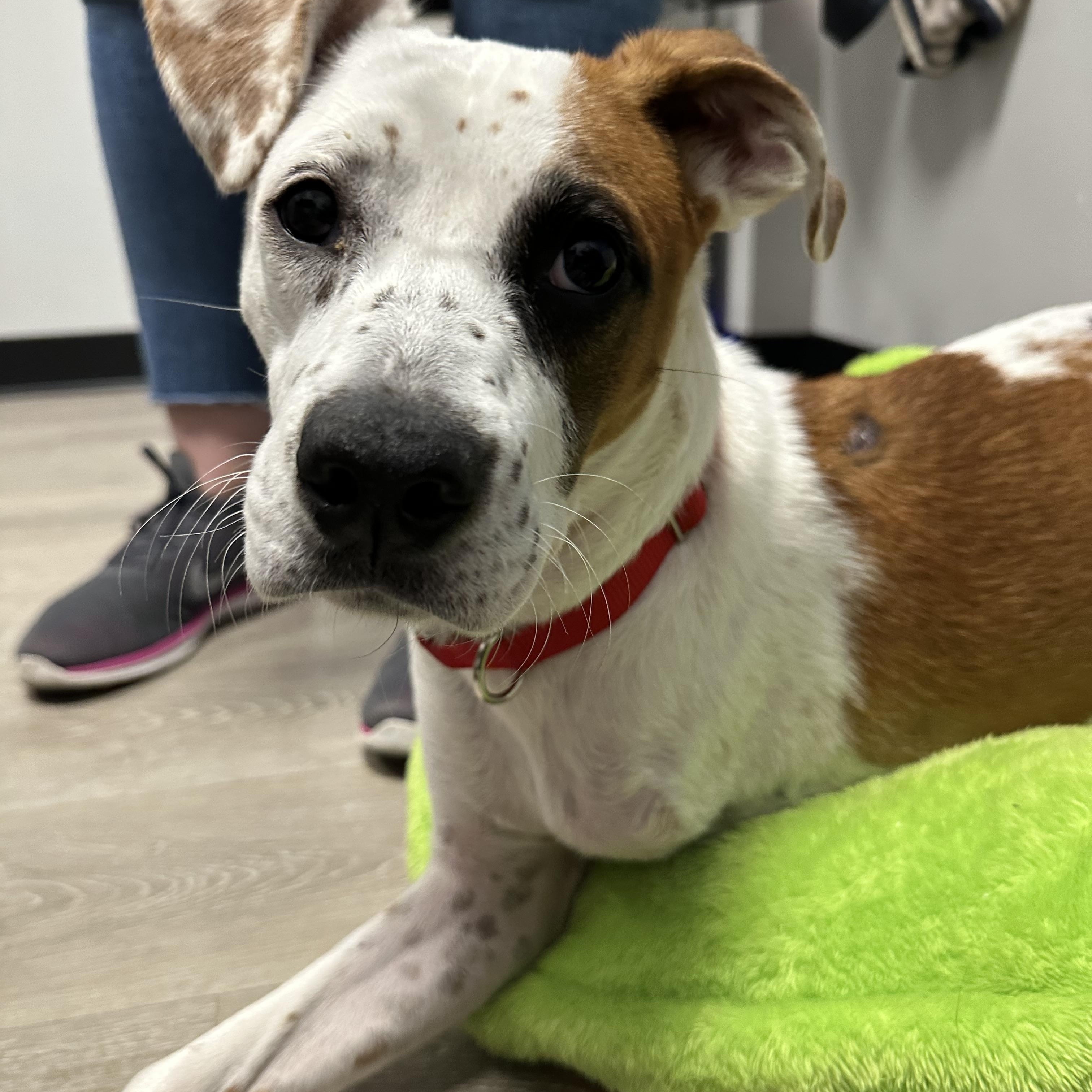 Biscuit, Adopted, Puppy Female Mixed Breed.