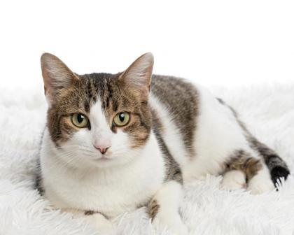 Neko, ADOPTABLE, Adult Female Domestic Short Hair & American Shorthair.