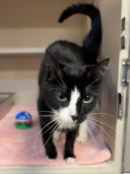 Enlarge Estelle, a Adoptable mixed breed in New Hope, PA image 2/3