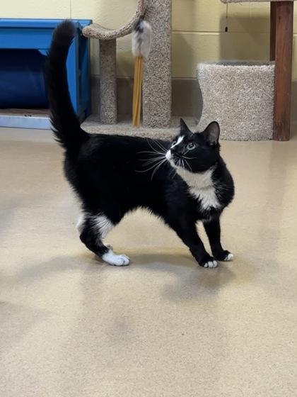 Enlarge Estelle, a Adoptable mixed breed in New Hope, PA image 3/3