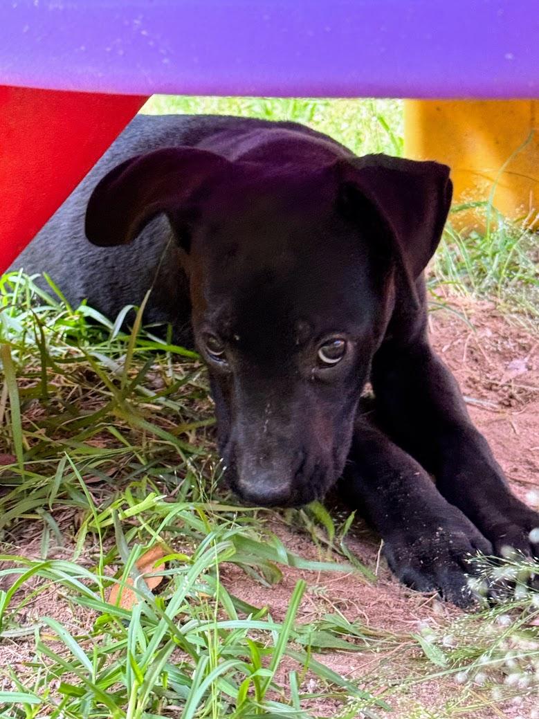 Enlarge OBSIDIAN, a Adoptable mixed breed in Fosters, AL image 4/6