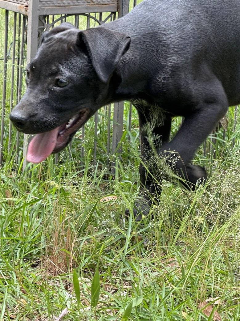 Enlarge OBSIDIAN, a Adoptable mixed breed in Fosters, AL image 3/6