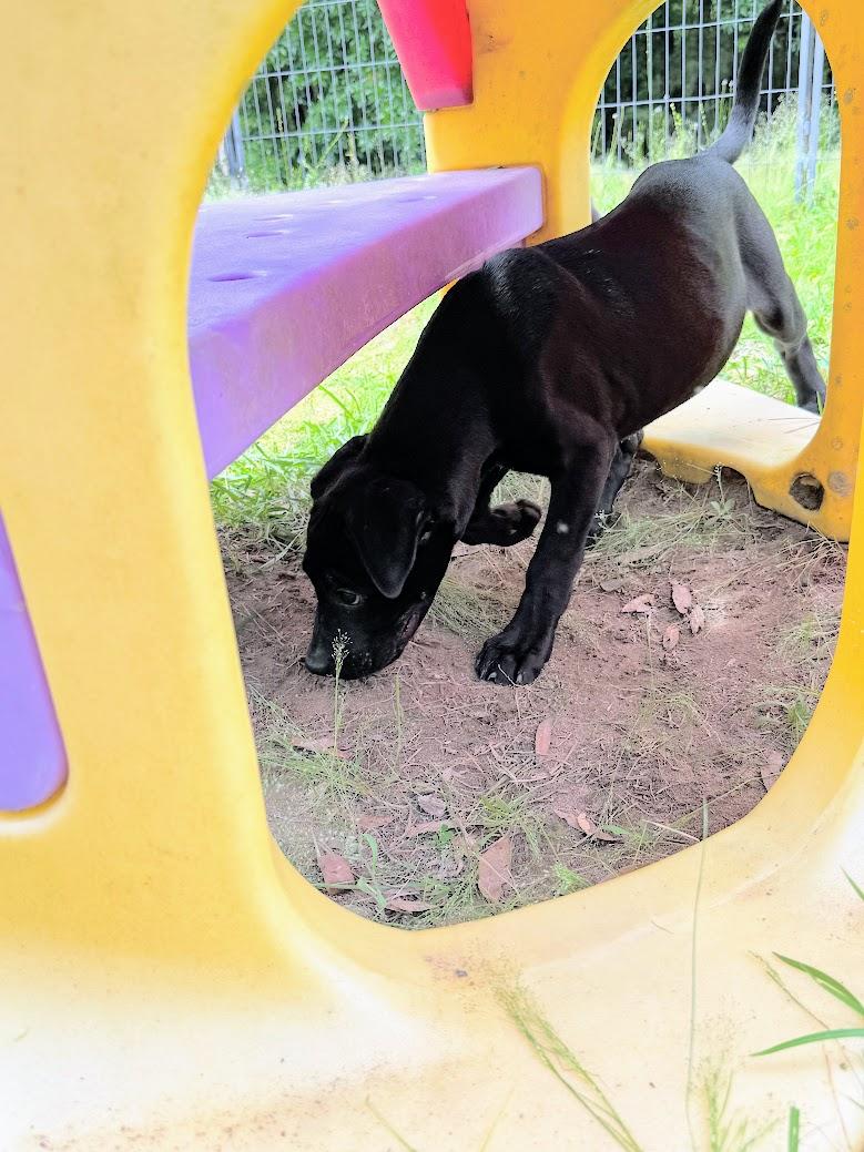 Enlarge OBSIDIAN, a Adoptable mixed breed in Fosters, AL image 2/6