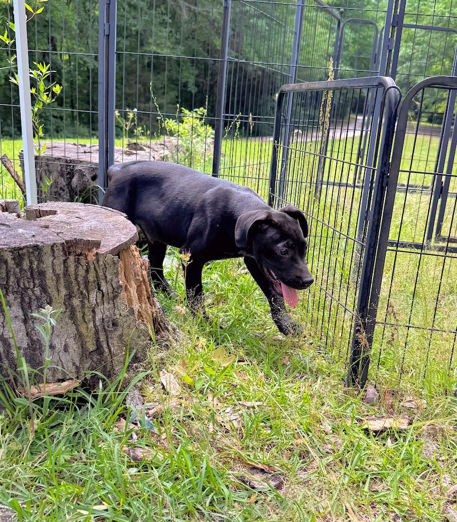 Enlarge OBSIDIAN, a Adoptable mixed breed in Fosters, AL image 5/6