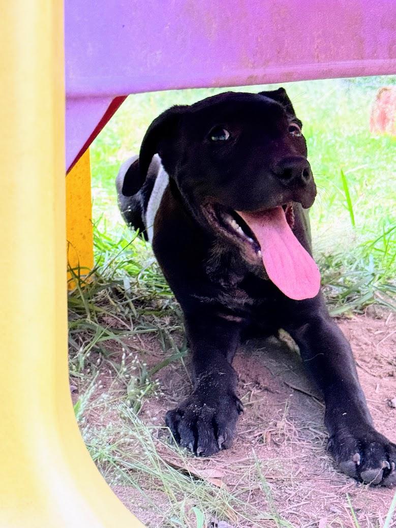 Enlarge OBSIDIAN, a Adoptable mixed breed in Fosters, AL image 6/6