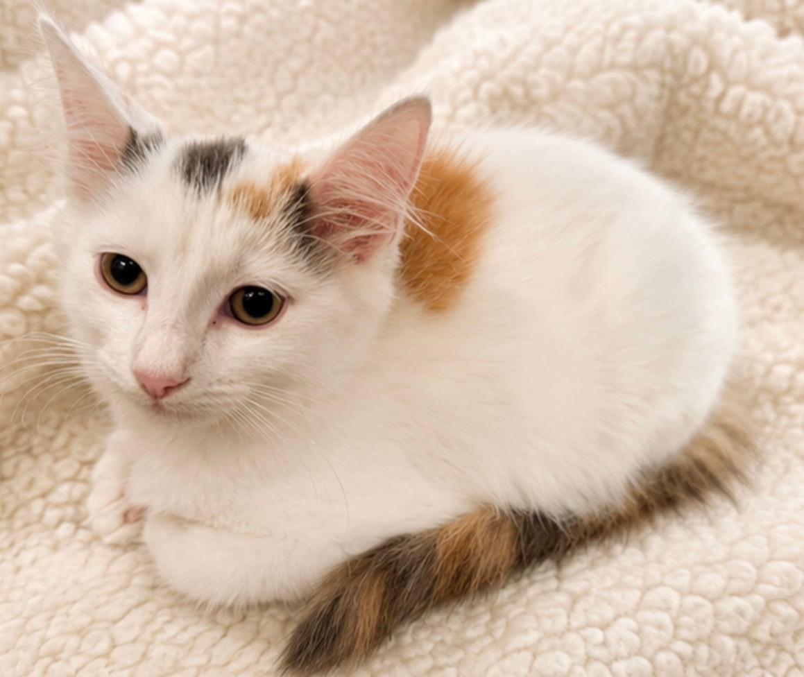 Enlarge Dolly, a Adoptable mixed breed in Toms River, NJ image 1/1